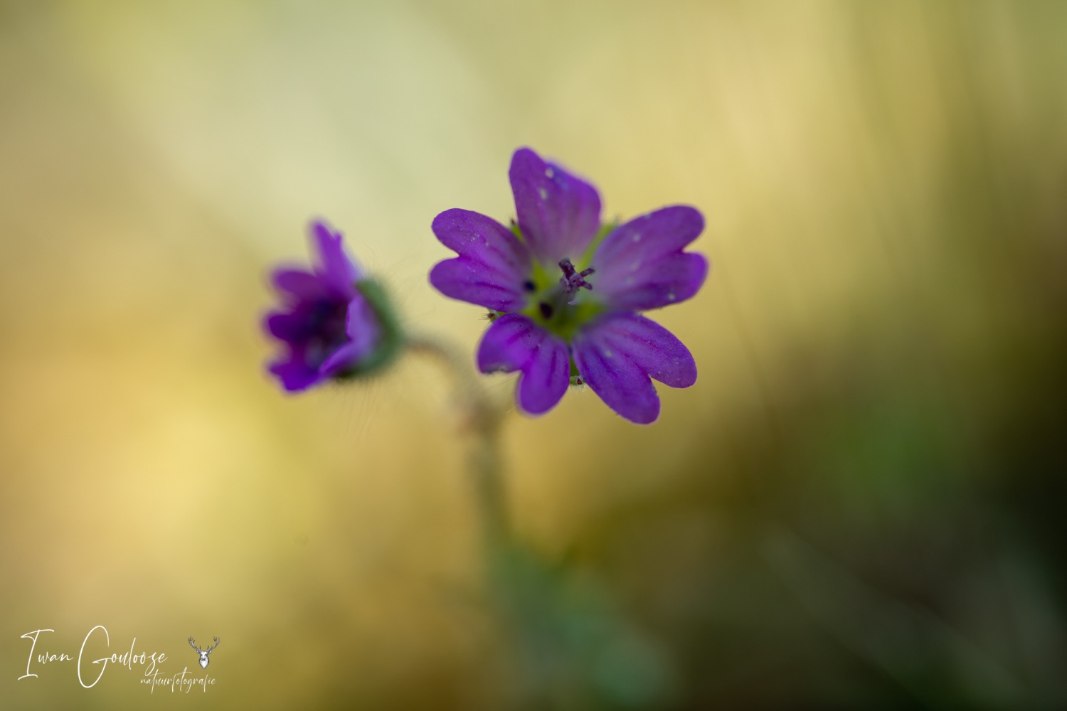 27 mei 2023 112804  R2A2719